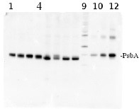 PsbA | D1 protein of PSII positive control/quantitation standard in the group Antibodies Plant/Algal / Photosynthesis / Protein standards-quantitation at Agrisera AB (Antibodies for research) (AS01 016S)